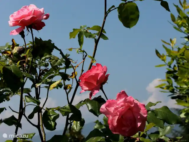 Casa Avventura in Italy, Piedmont, Almese - terraced house floral beauty
