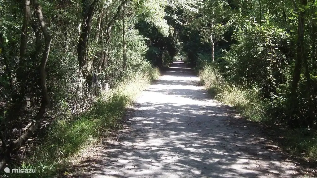 Camino del bosque al mar