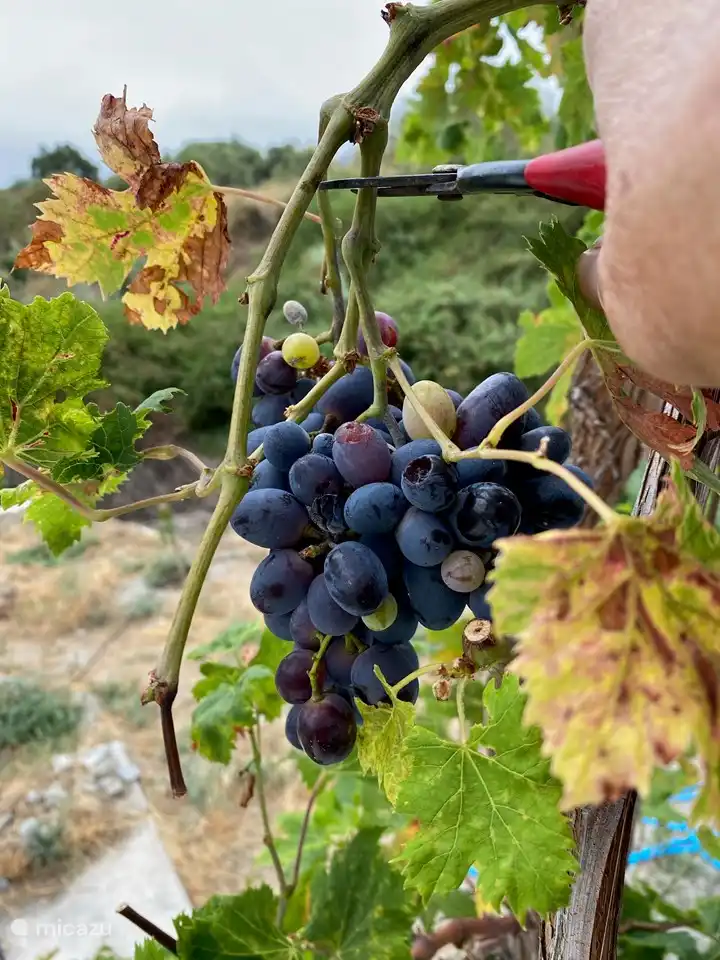 Les raisins sont mûrs !