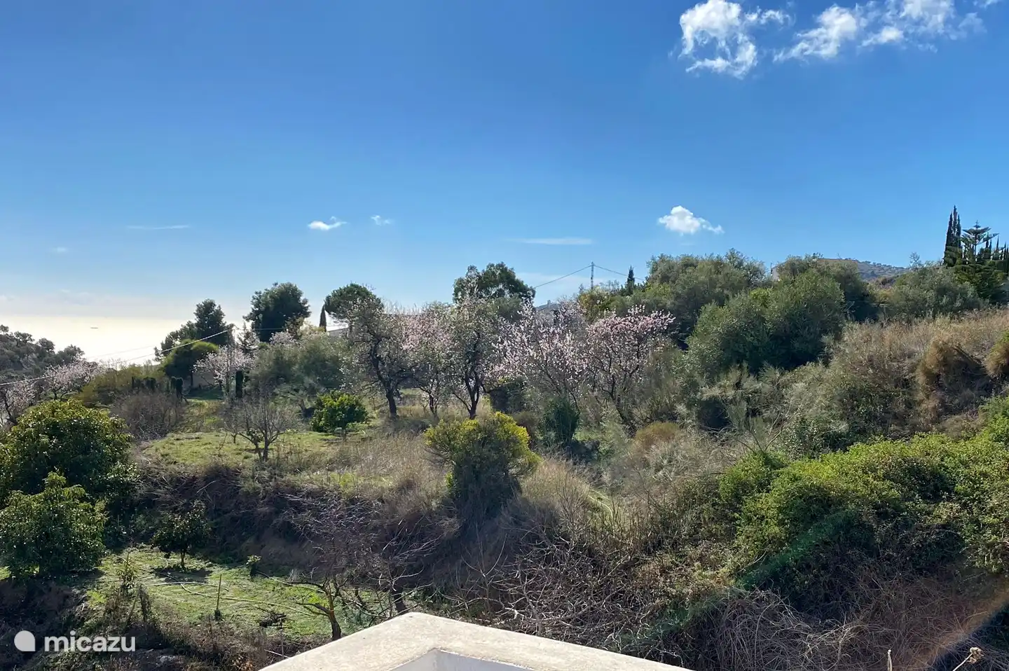 En janvier ça sent la fleur d'amandier partout