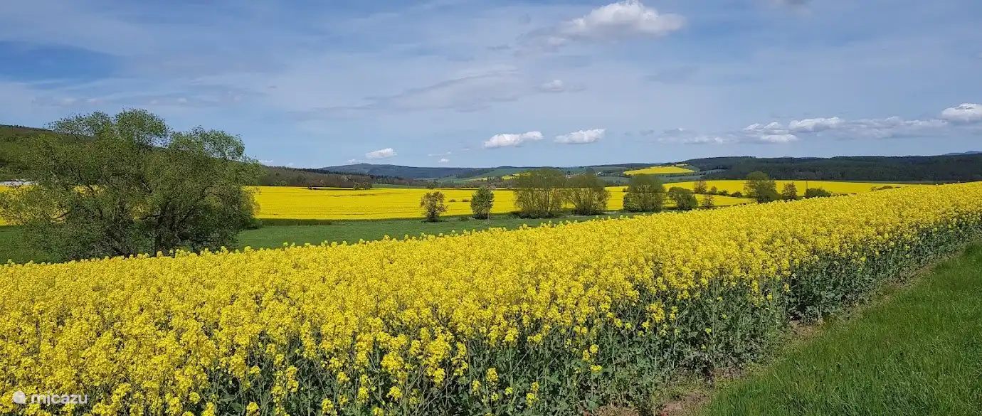 Im Frühling und Frühsommeranfang sehen viele Felder schön gelb aus. Die Rapsfelder blühen, die Landschaft sieht wunderbar fröhlich aus und die ganze Gegend duftet süß nach Blumen. 