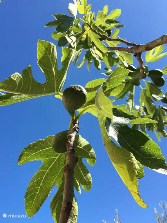 Fig tree in the garden