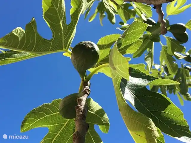 geschakelde woning huren in Italië, Umbrië, Tuoro sul Trasimeno – Casa Trasimeno            Vijgenboom in onze tuin.