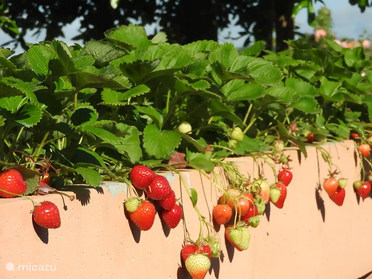 Viele Erdbeeren im Mai-Juni.
