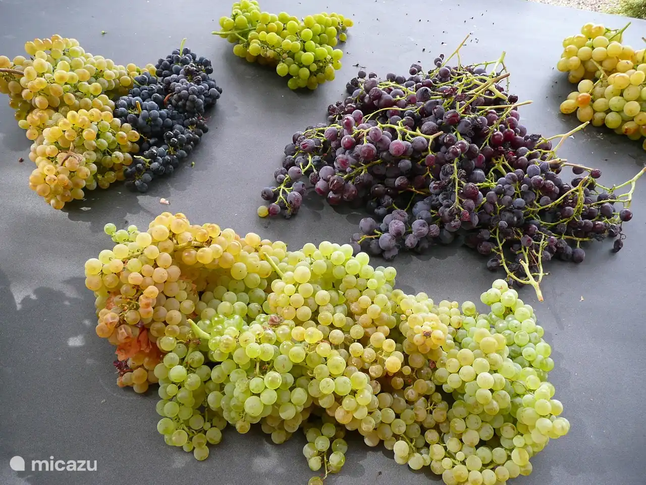 Die Weinlese beginnt Mitte August.