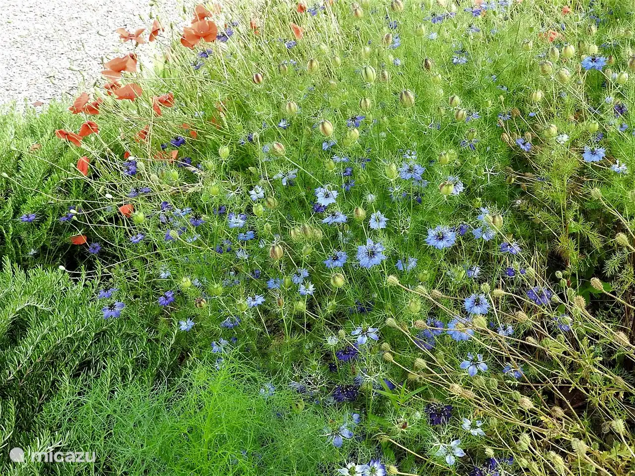 Unser Garten ist auch ein bisschen ein wilder Garten. Der Wind bringt uns vieles.