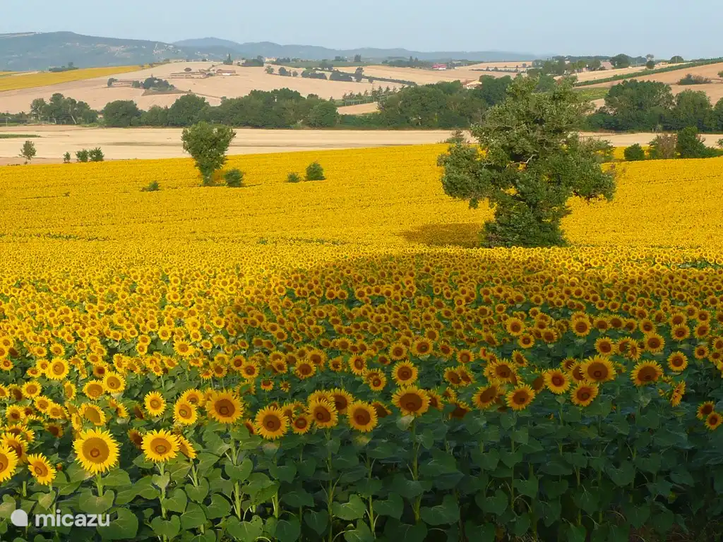 Mit etwas Glück, wenn die Landwirte gesät haben, können Sie die blühenden Sonnenblumen im Juli genießen.