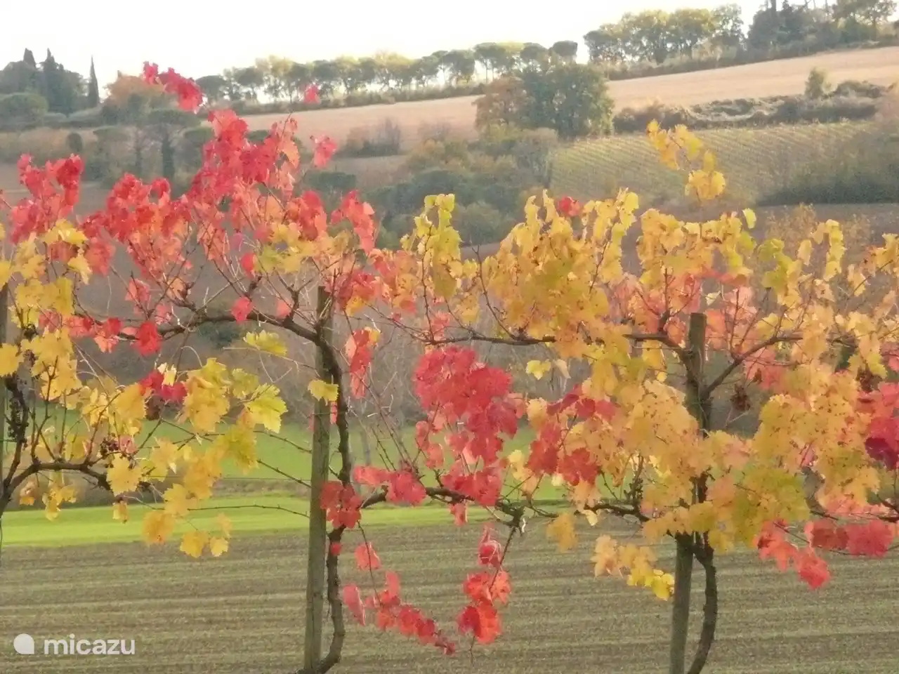 Die Sagrantino-Traubenpflanze hat im Herbst wunderschöne Farben.