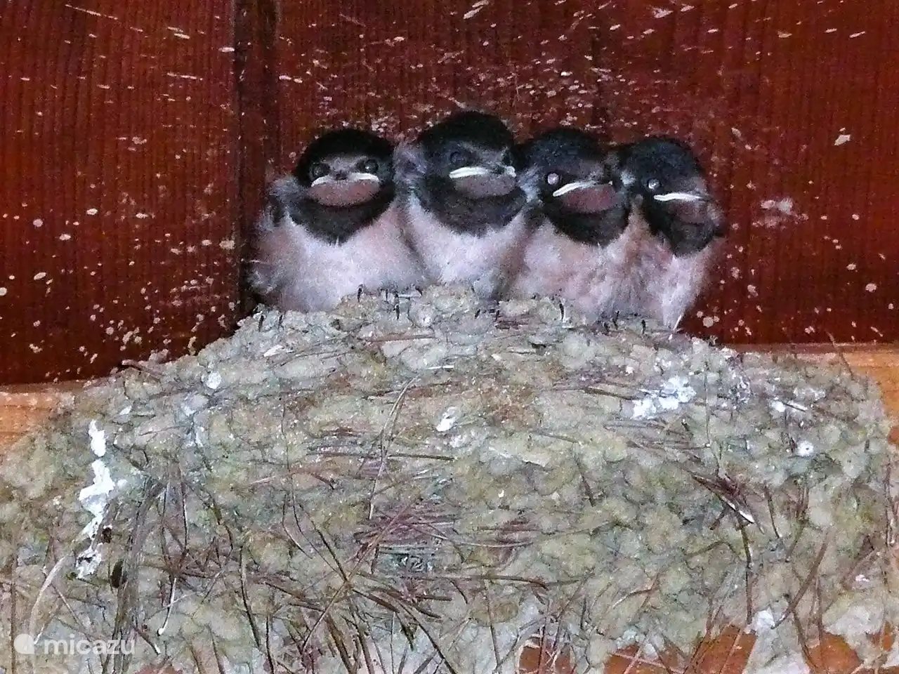 Die jungen Schwalben schauen neugierig von ihrem Nest aus zu.