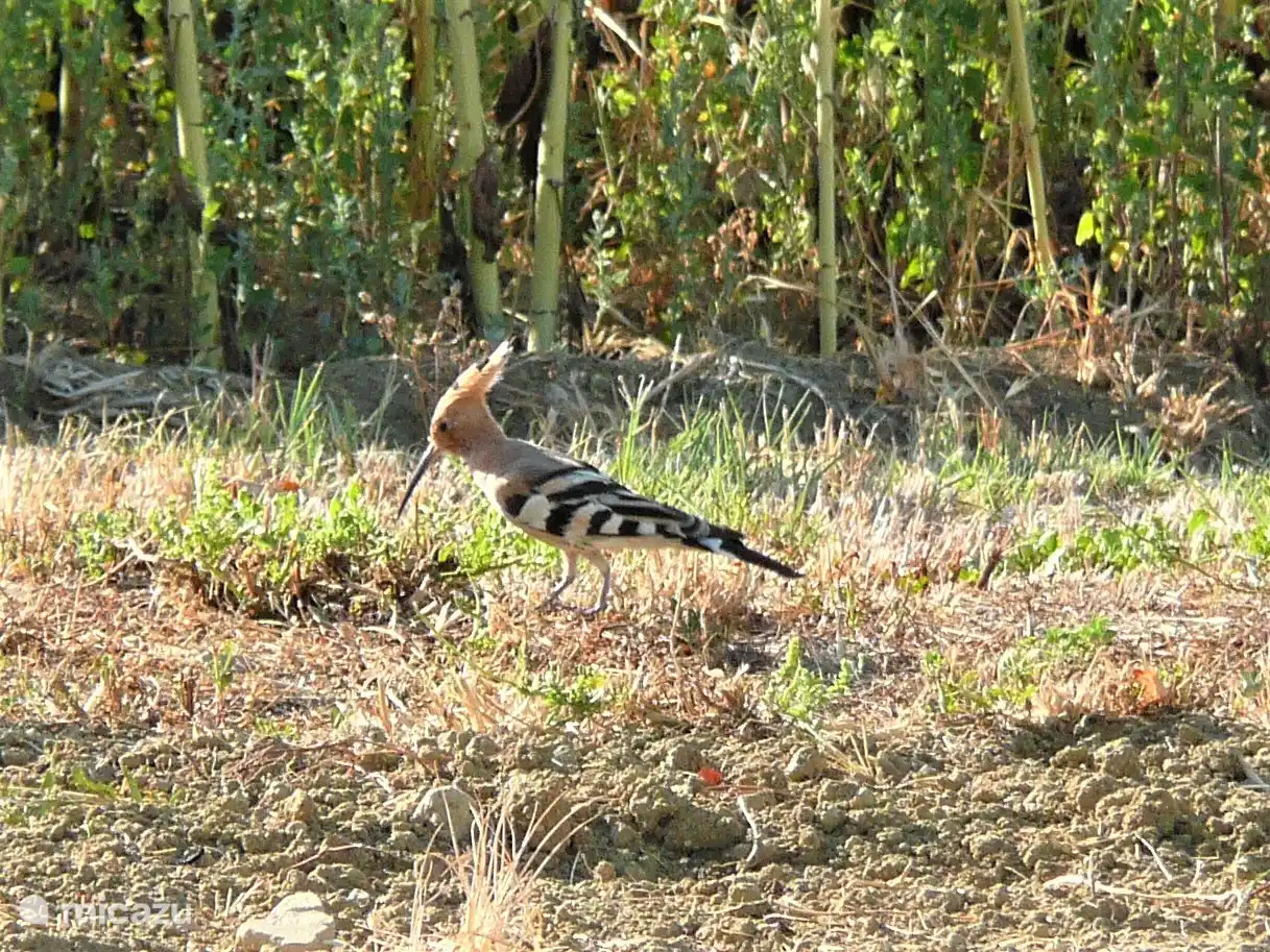Der Wiedehopf kommt, um zu sehen, ob es etwas zu essen gibt.