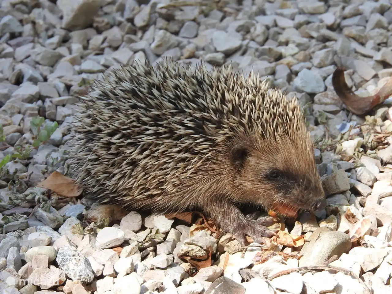 Dieser Igel braucht auch Gesellschaft.