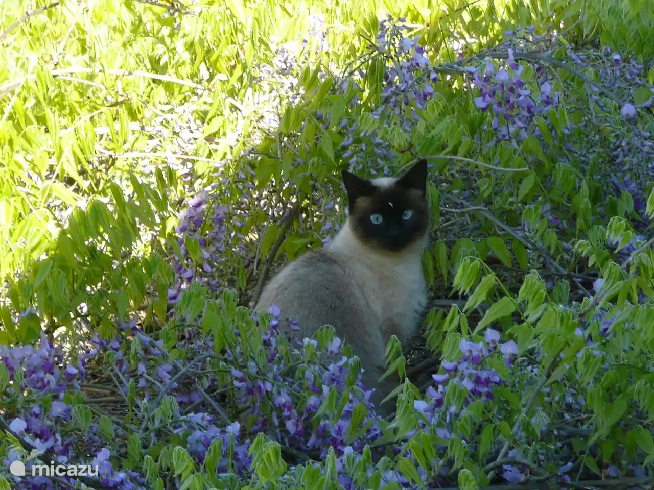 Und unsere Katze Katia will nur beweisen wie schoen sie ist.