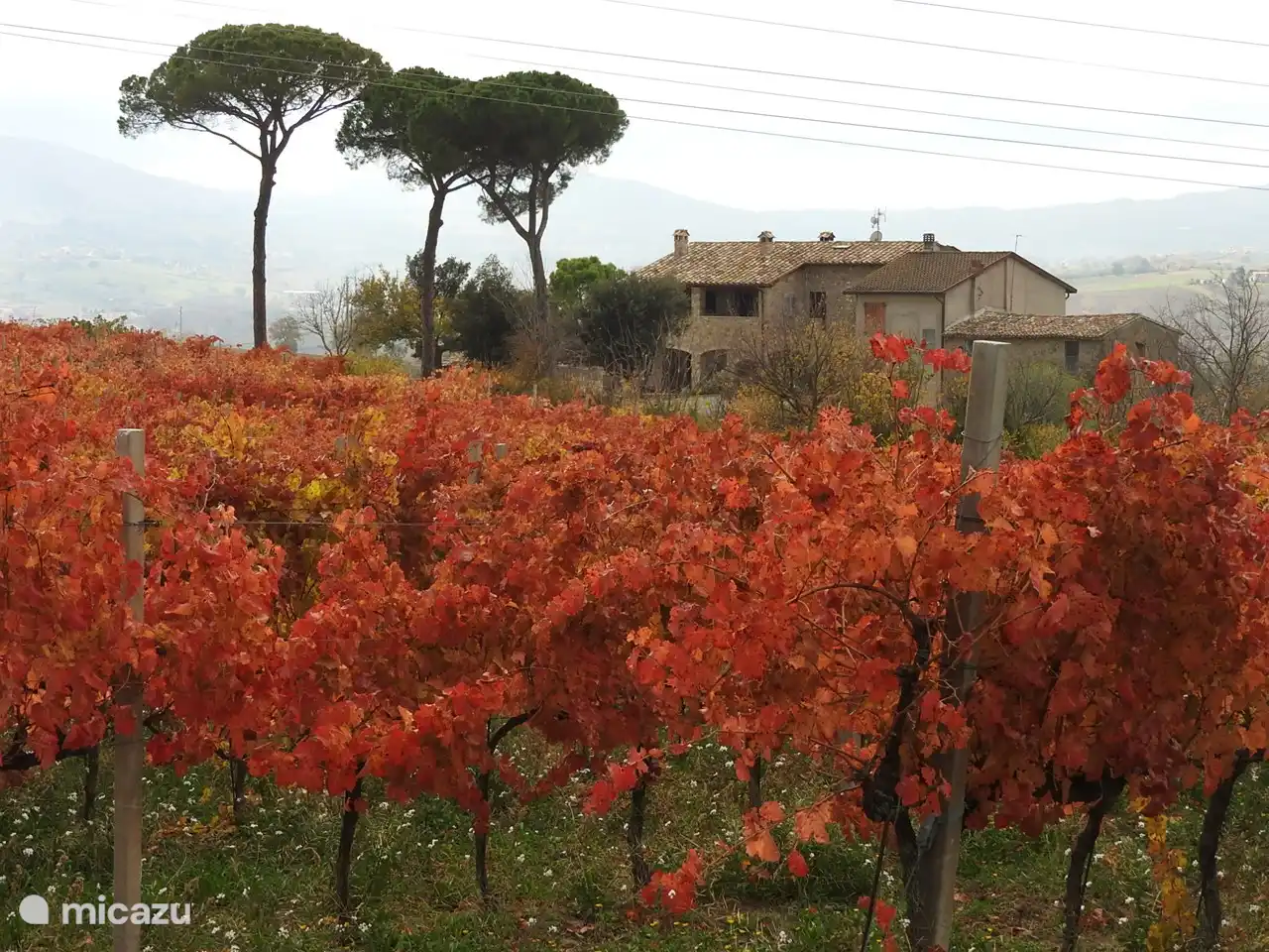 Die schönen Farben der Weinberge rund um Montefalco im Herbst.
