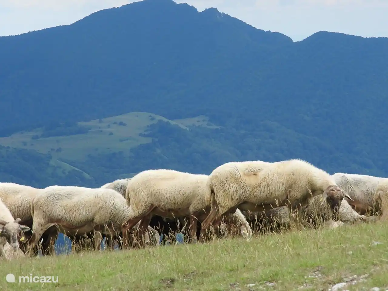 Bei einem Ausflug in den Monti Sibillini kann man sich von einer Schafherde überraschen lassen.