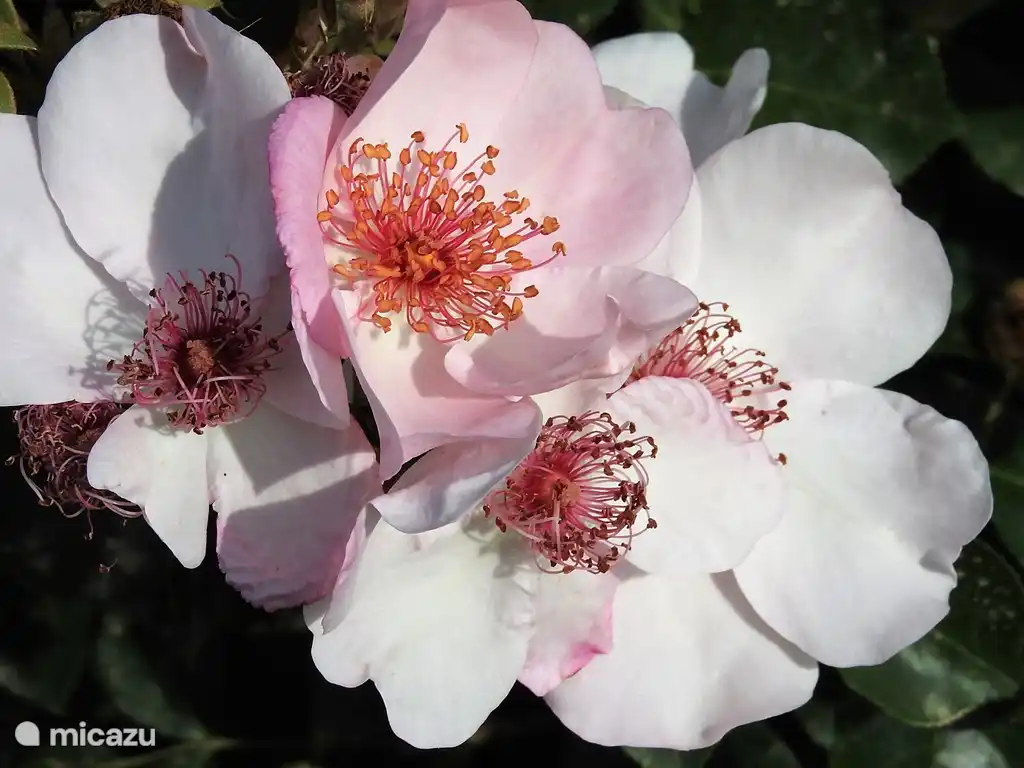 Bei Archi lieben wir wirklich Rosen. Von diesen gibt es etwa 100 im Garten. Ein Urlaub in der Blütezeit ist zu empfehlen!