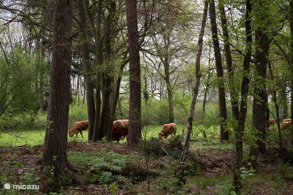 Glimpse bei den Nachbarn