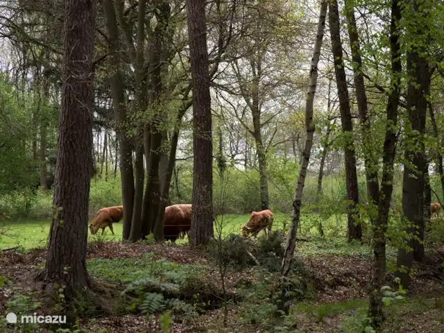 Ferme fantastique Zonneveld, 7p | Pays-Bas, Gueldre, Hengelo - maison de vacances Voir jusqu'aux voisins