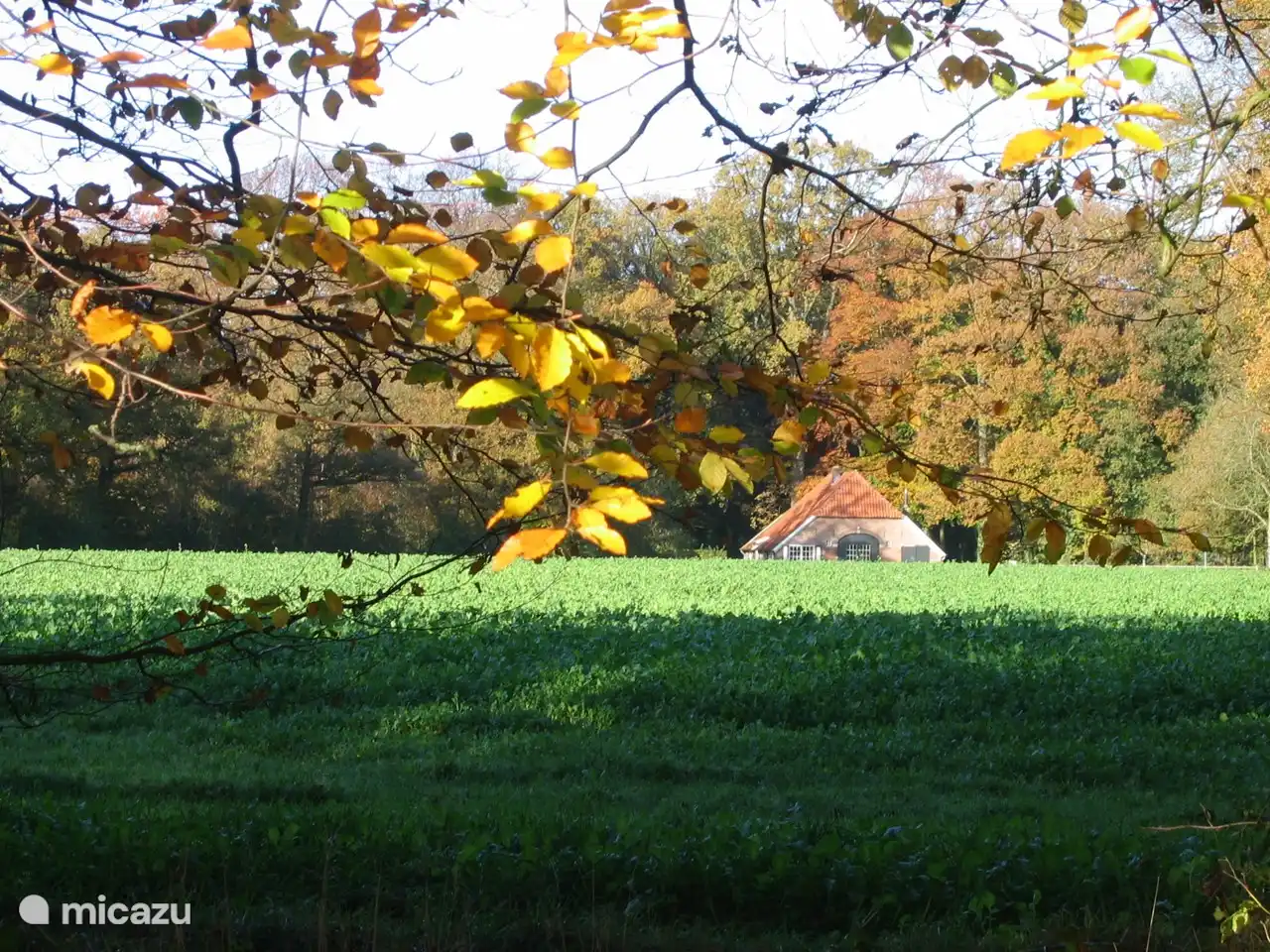 Rehe, Fasane und Hasen tummeln sich hier regelmäßig...