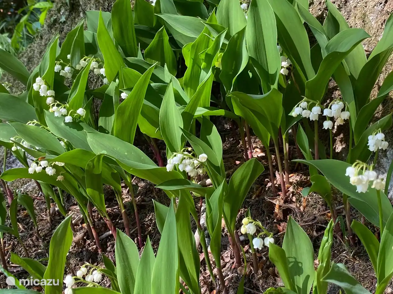 Kommen Sie im April oder Mai? Dann werden Sie diese Maiglöckchen schon vor der Haustür wittern!