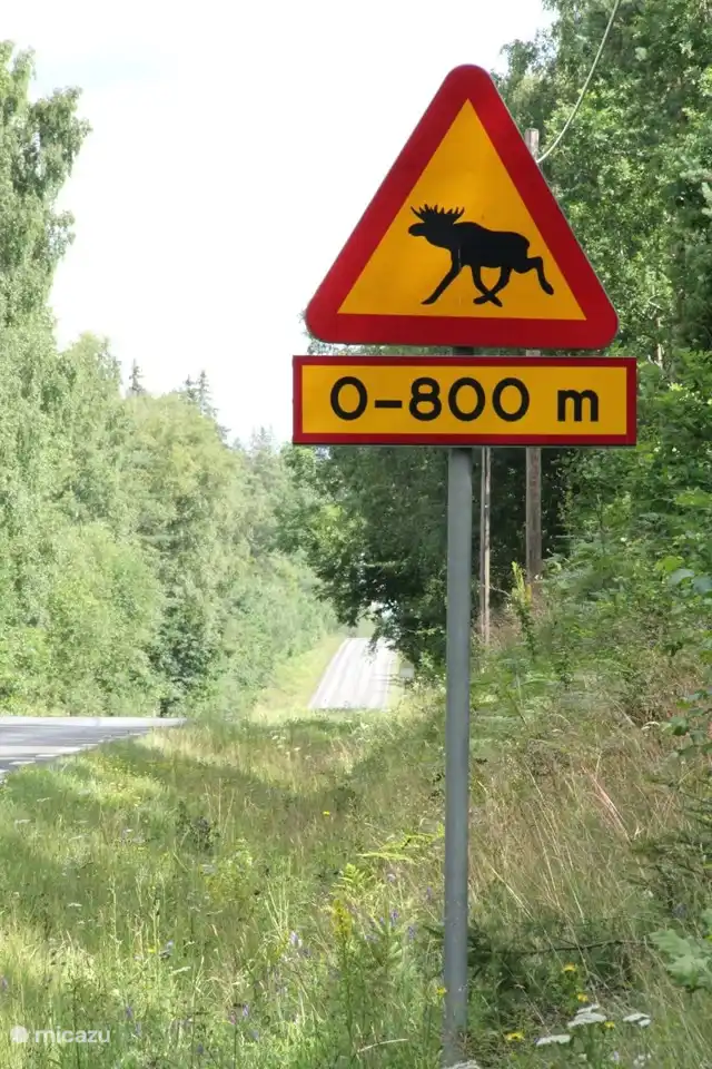 Achten Sie auf Elche