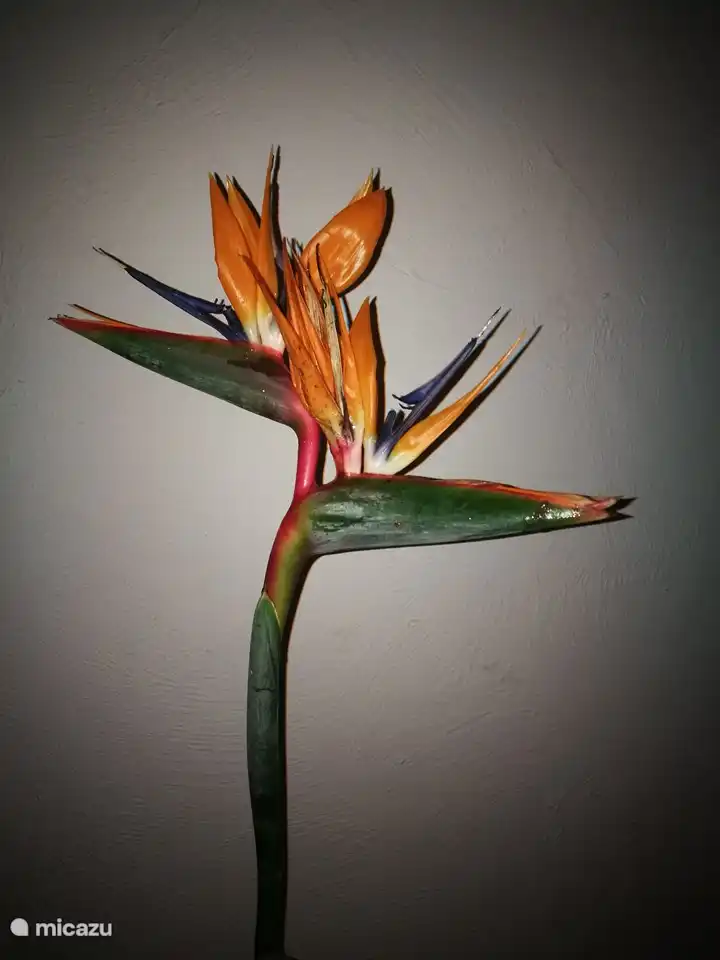 ein garten voller ... ja, sterlizia