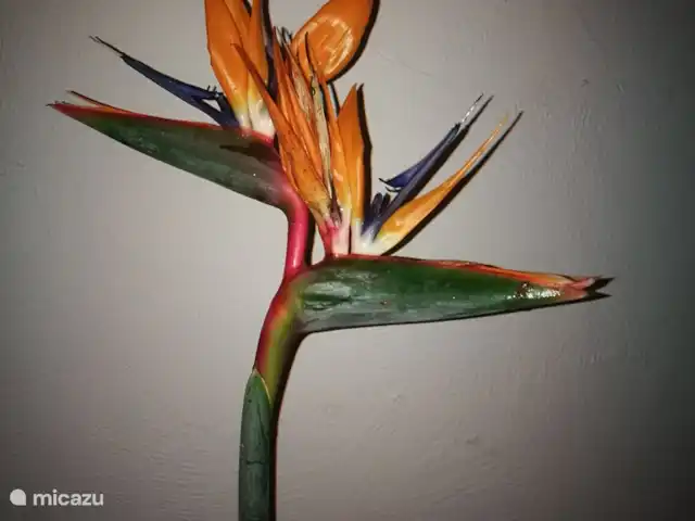 Villa Stella Errans en Italia, Sicilia, Ispica - villa un jardin lleno de... si, sterlizia