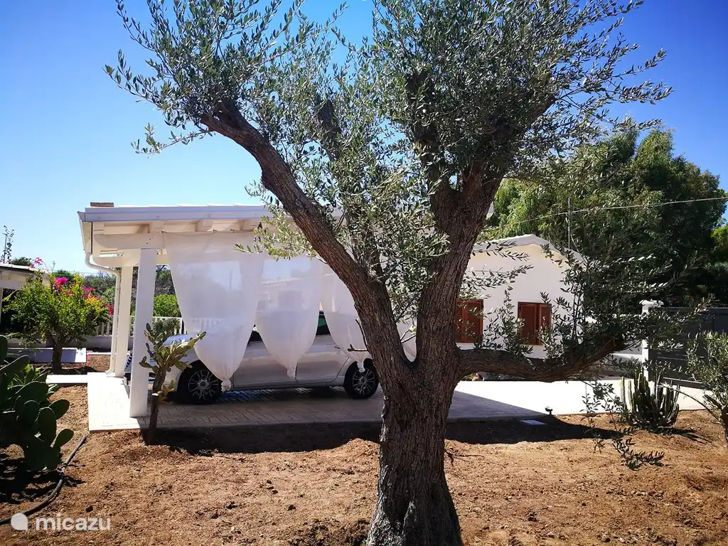 „Vito“ der alten Olivenbaum. Vito ist unser ältester Olivenbaum. Mit etwa 90 Jahre jung, schaut er über den Carport (in Sizilien haben die Autos brauchen etwas Schatten!)