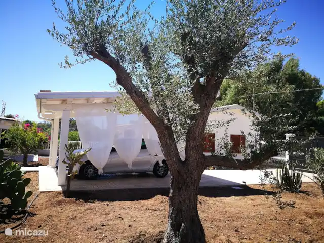 Villa Stella Errans en Italia, Sicilia, Ispica - villa “Vito” el olivo viejo. Vito es nuestro olivo más viejo. Con sus cerca de 90 años, vigila la cochera (¡en Sicilia, los autos también necesitan algo de sombra!)