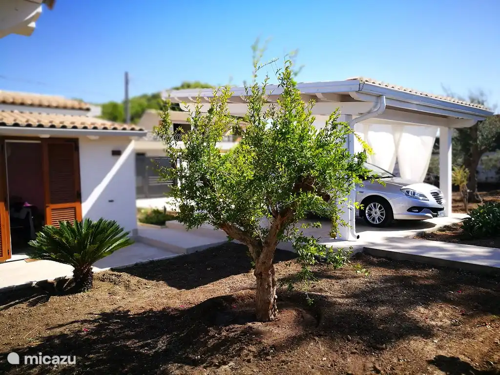 „Rosario“ Granatapfelbaum. Wenn Sie mit dem Gate Sie vor Ihnen „Rosario“ alten Granatbaum sehen, die jedes Jahr wieder seine Blüten und Früchte trägt.