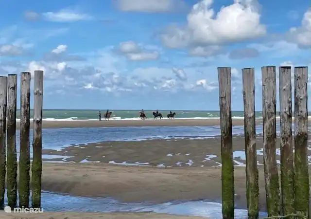horseback riding on the beach 