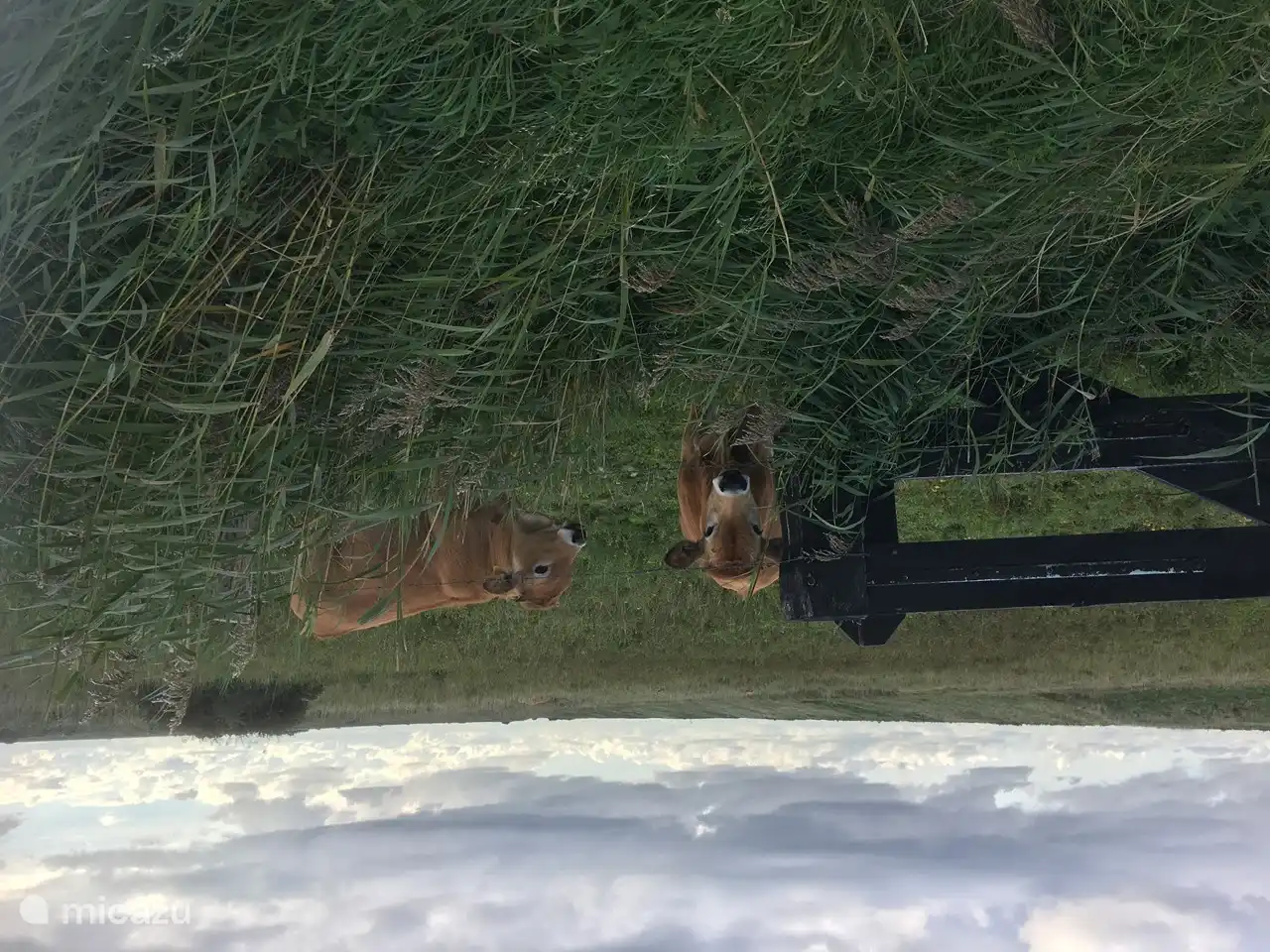 View from the cottage