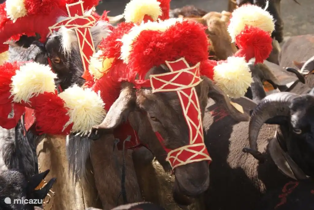 Zegenen van de kuddes in San Geraldo