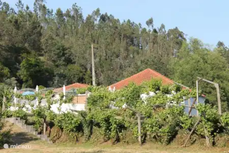 Vakantiehuis Portugal, Coimbra, Vila Nova de Poiares bed & breakfast Lagar do Rio Het wijnveld