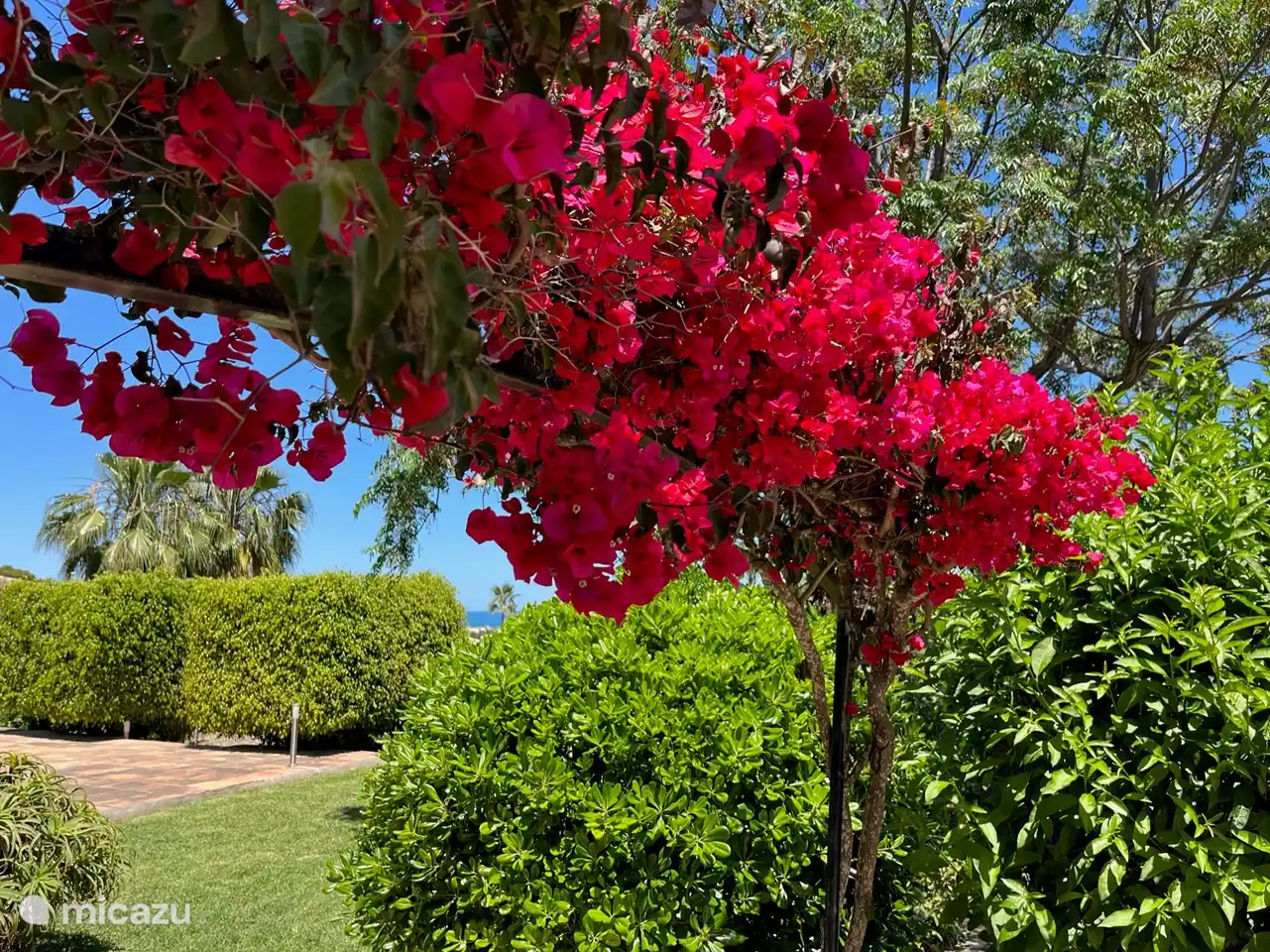 Wunderschöne Blumen und Pflanzen im Garten