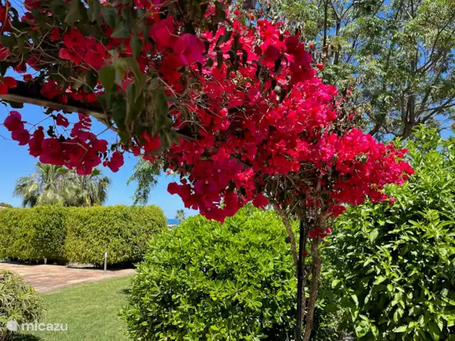Villa Muntalmar en España, Costa Blanca, Jávea - villa Hermosas flores y plantas en el jardín.