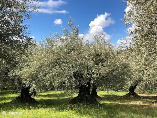 Wandelen, Frankrijk, Drôme, Mirabel-aux-Baronnies, vakantiehuis Les Saffres,  villa met zwembad