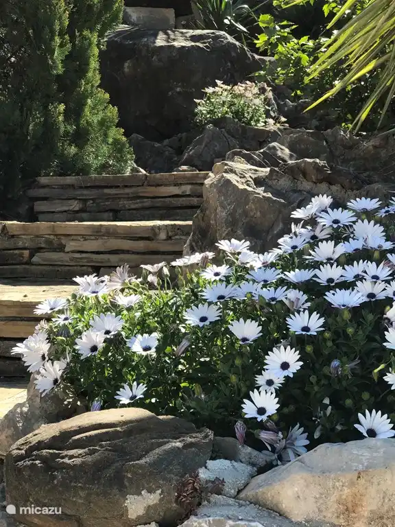 Stimmungsvolles Foto des Gartens