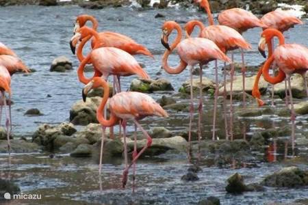 Flamingo's bij Jan Kok