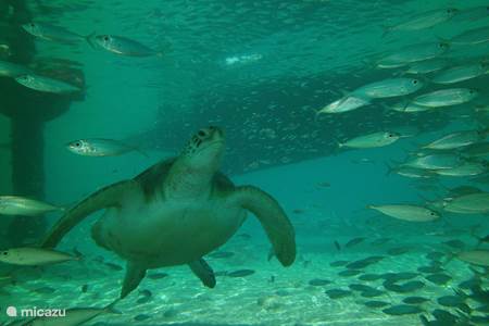Snorkeling / swimming with turtles at Playa Grandi / Playa Piskado