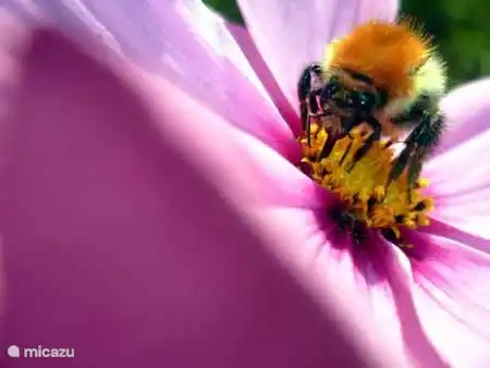Eine fleißige Biene in unserem wildfower Maze