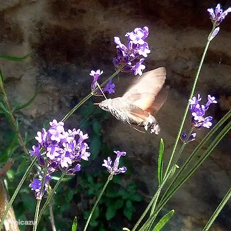 A ‚kolibriemvogel‘ Motte auf Lavendel