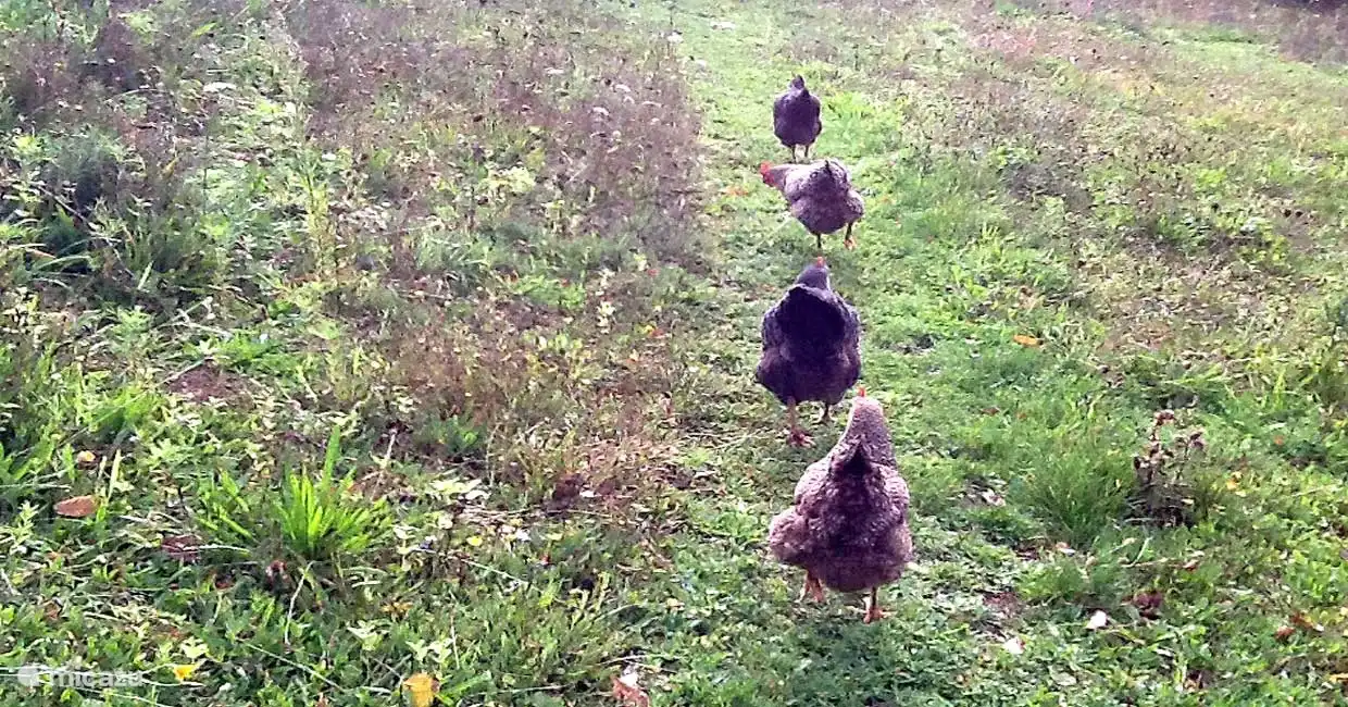 Unsere Hühner genießen das wilde Blumenlabyrinth