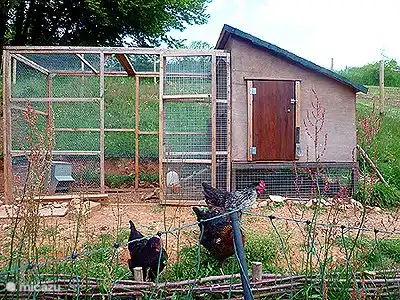 Frische Eier verfügbar