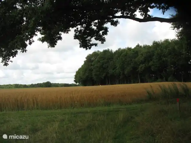 't Juttendel | Pays-Bas, Drenthe, Ruinen - maison de vacances Avoine jaune d'or.