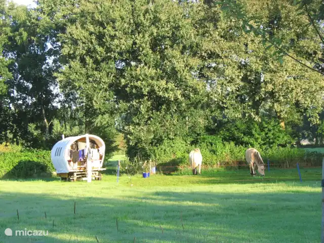 't Juttendel | Pays-Bas, Drenthe, Ruinen - maison de vacances Une nuit à l'alpage pour ces pensionnaires de roulottes et leurs deux chevaux.