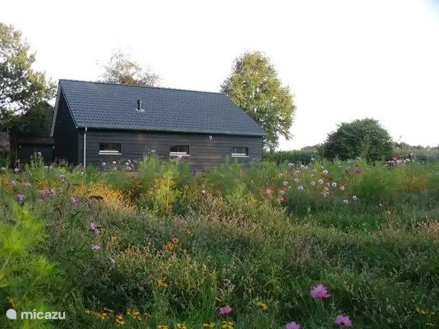 't Juttendel | Pays-Bas, Drenthe, Ruinen - maison de vacances Le pré fleuri est une surprise chaque année. Parfois très exubérant. Parfois avec un peu plus de mauvaises herbes et d'herbe.