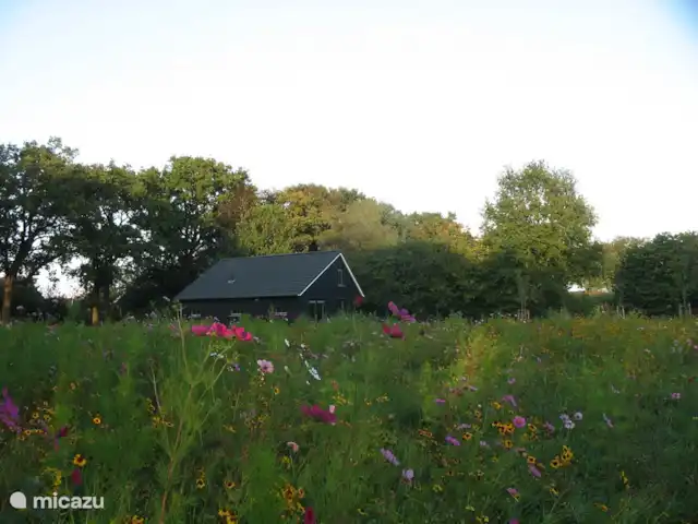 't Juttendel | Pays-Bas, Drenthe, Ruinen - maison de vacances Fleurit de juillet à novembre.