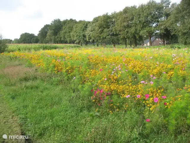 't Juttendel | Pays-Bas, Drenthe, Ruinen - maison de vacances La prairie fleurie est destinée à servir de nourriture aux abeilles, bourdons, papillons et autres insectes, mais tout le monde apprécie les belles couleurs.