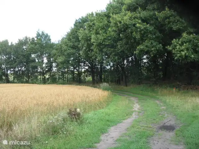 't Juttendel | Pays-Bas, Drenthe, Ruinen - maison de vacances Traversez simplement l'Anserweg et vous marchez sur les Ruiner es. En été, vous passez devant toutes sortes de cultures agricoles telles que l'avoine, l'orge, le maïs ou les pommes de terre. Le bleuet et le coquelicot fleurissent parmi le grain. En 20 minutes, vous êtes dans l'Anserdennen ou le Dwingelderveld.