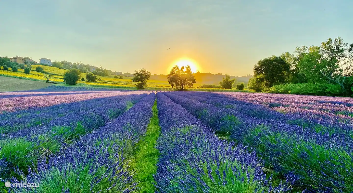 These lavender fields are located in the vicinity of the holiday home.